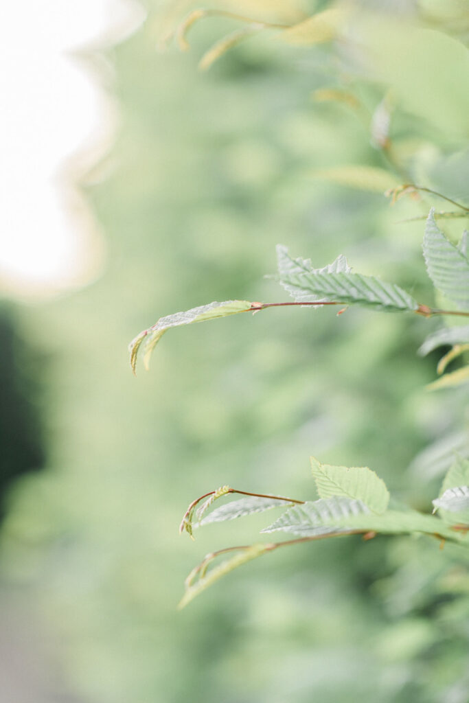 Fine Art Destination Wedding Photographer in Europe by Nicole Mihelic | Wedding Photographer France and Italy